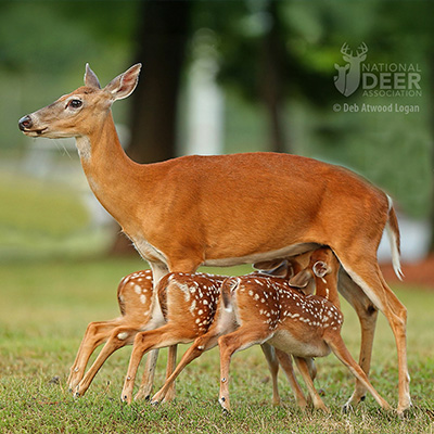 Whitetail Study